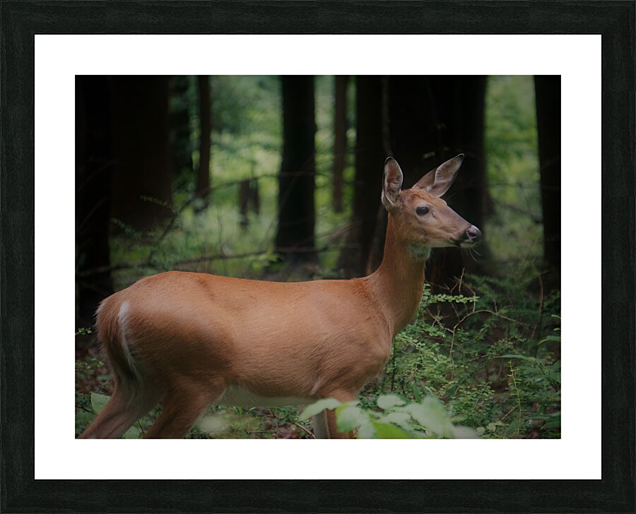 Doe Picture Frame print