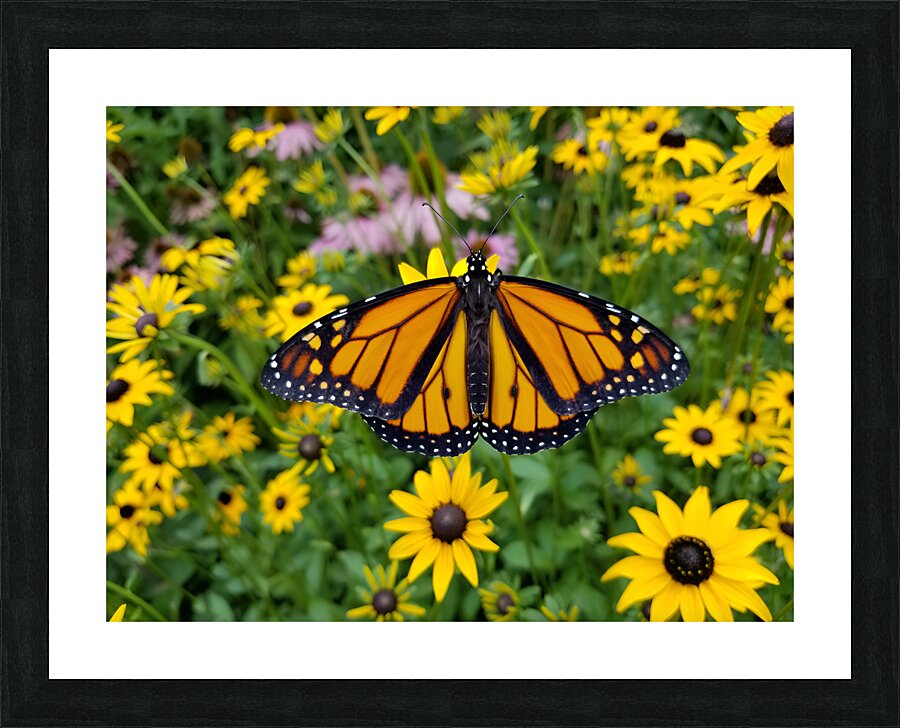 Monarch & Black Eyed Susan Picture Frame print