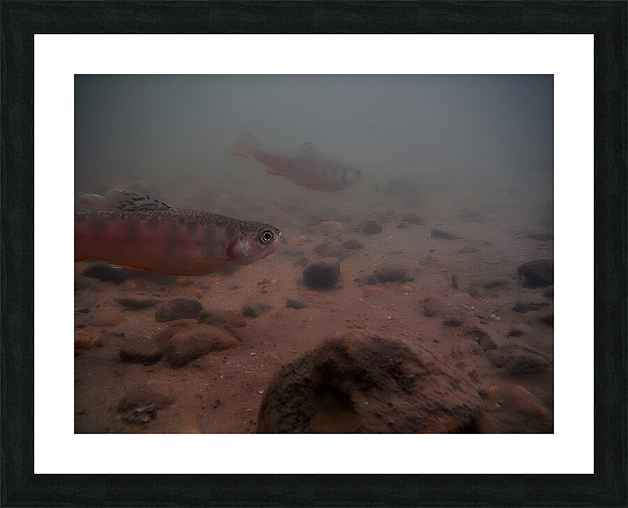 Shade Brook Trout Fave 1 Picture Frame print