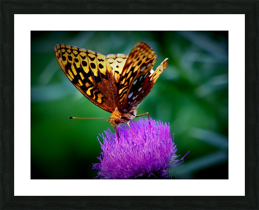 Butterfly On Thistle Picture Frame print