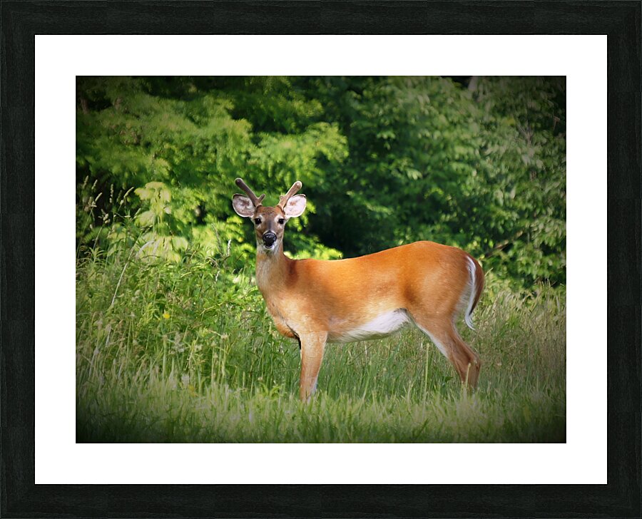 Velvet Buck Picture Frame print