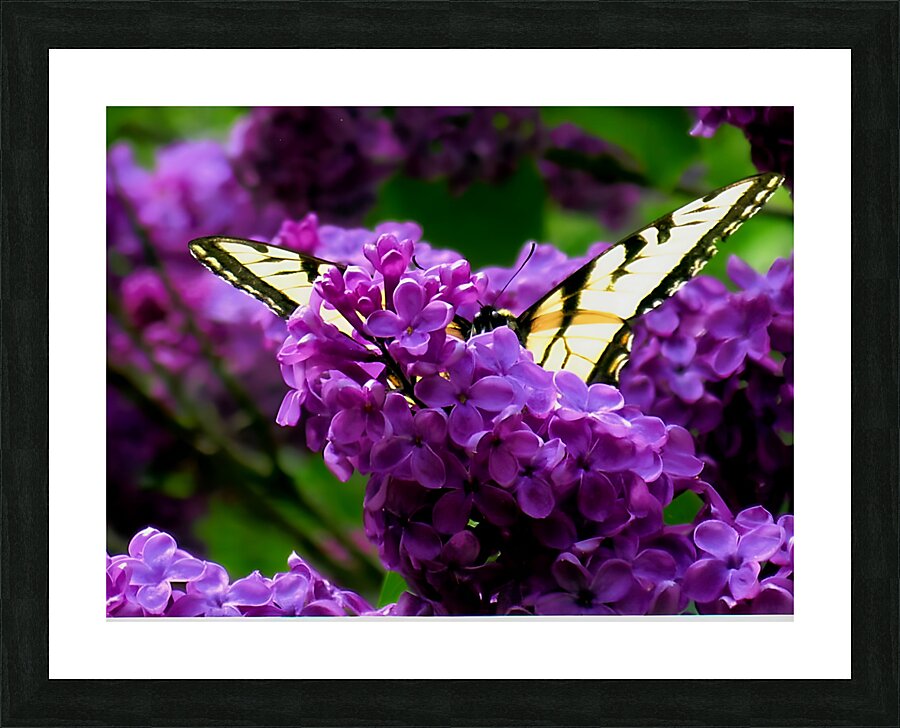 Swallowtail On Lilacs Picture Frame print