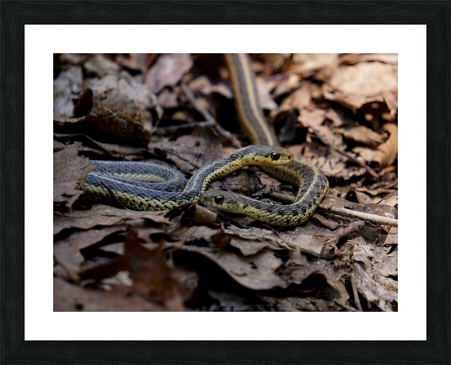 Garter Snakes Picture Frame print
