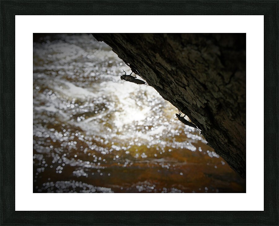 Stonefly Shucks Picture Frame print