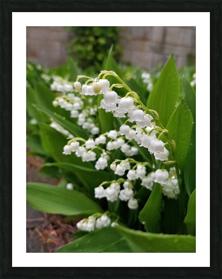 Lily Of The Valley Picture Frame print