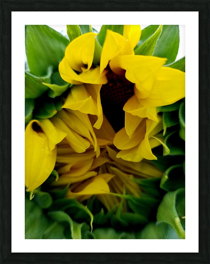 Sunflower Peek Picture Frame print