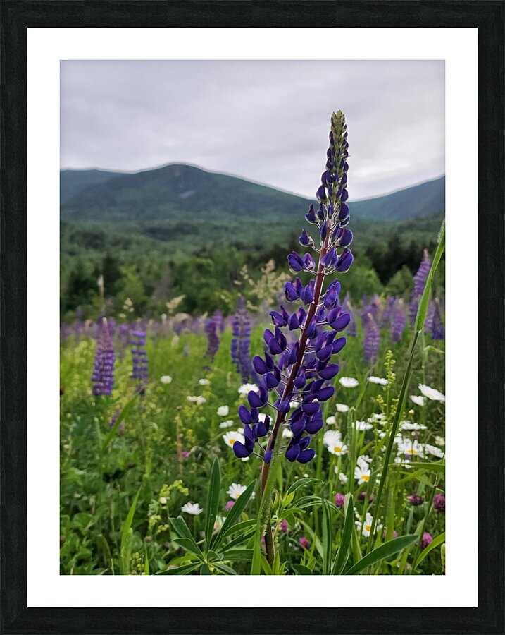 White Mountain Lupines Picture Frame print