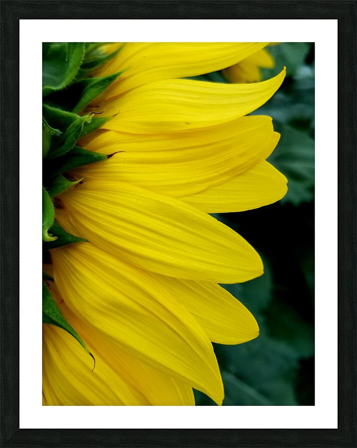 Sunflower Portrait 1 Picture Frame print