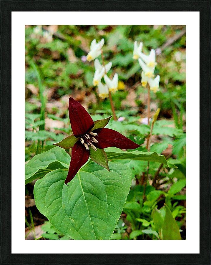 Red Trillium And Dutchmans Breeches Picture Frame print