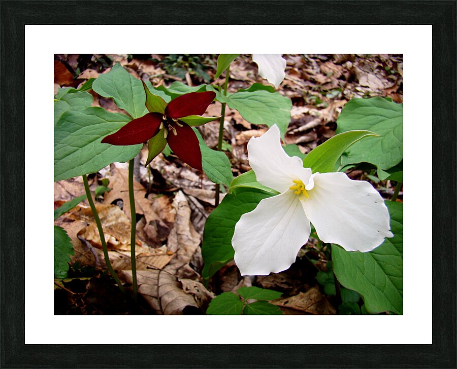 Trillium Picture Frame print