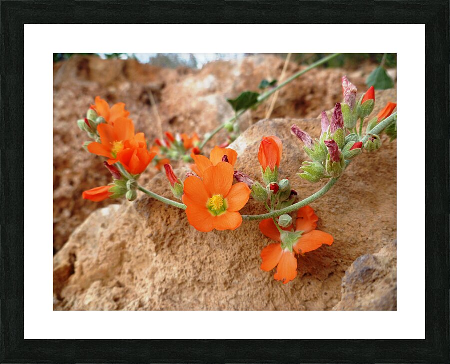 Orange Flowers Picture Frame print