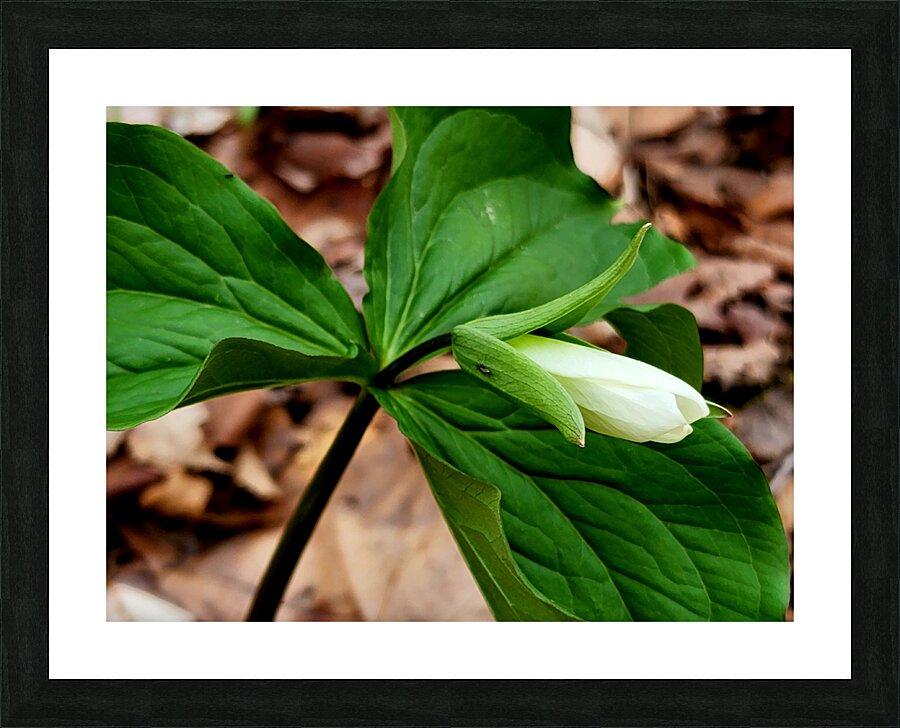 White Trillium Bud Picture Frame print