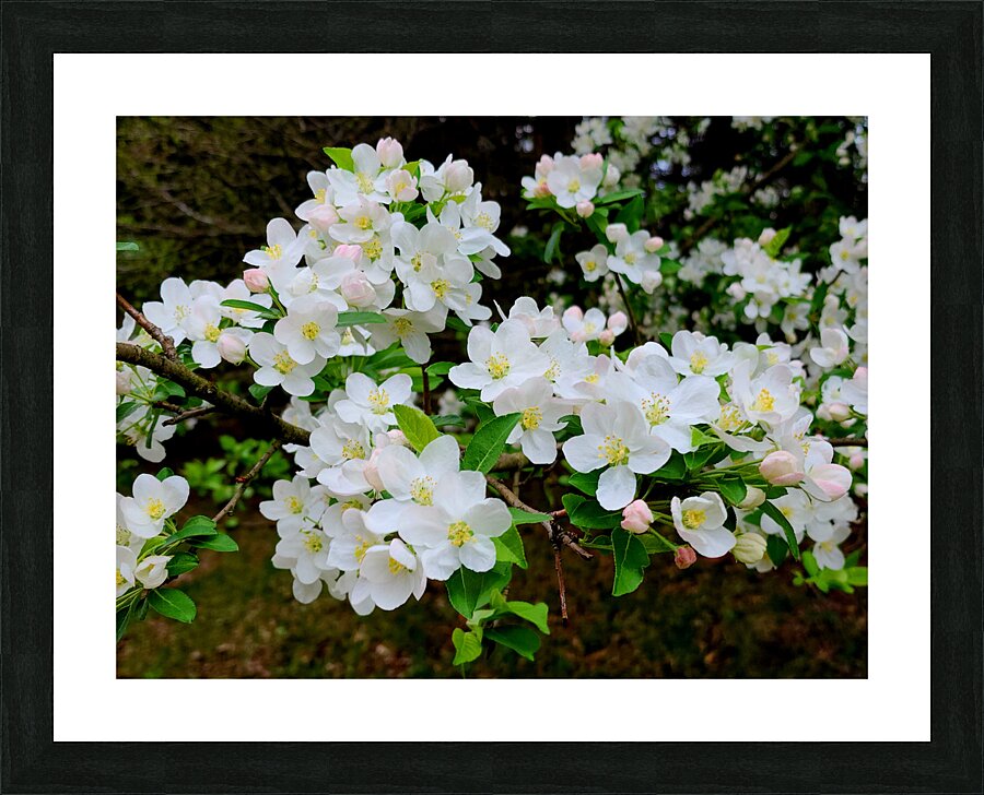 Apple Blossoms Picture Frame print