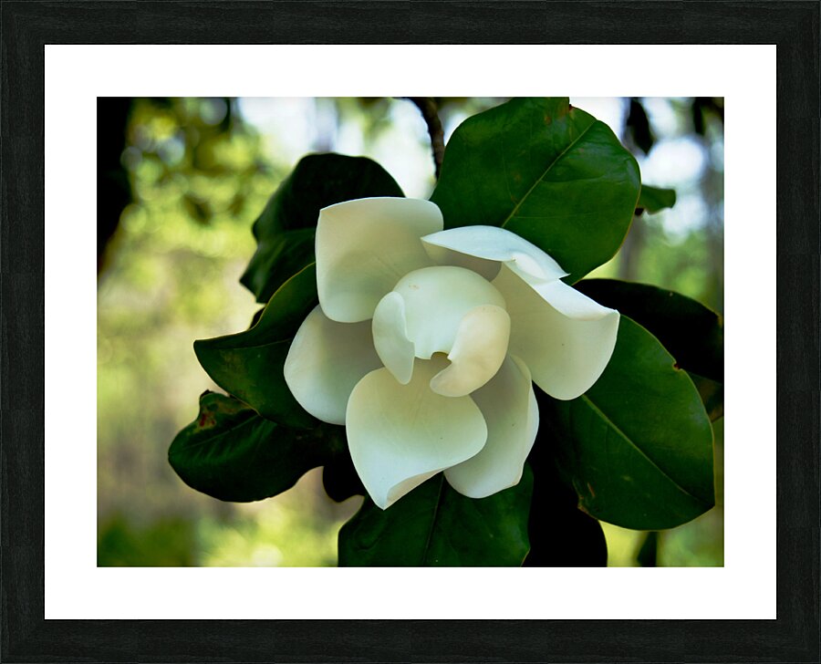 Magnolia Flower Picture Frame print