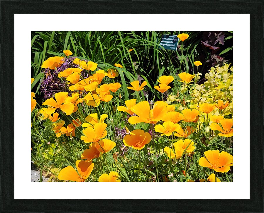 California Poppies Picture Frame print