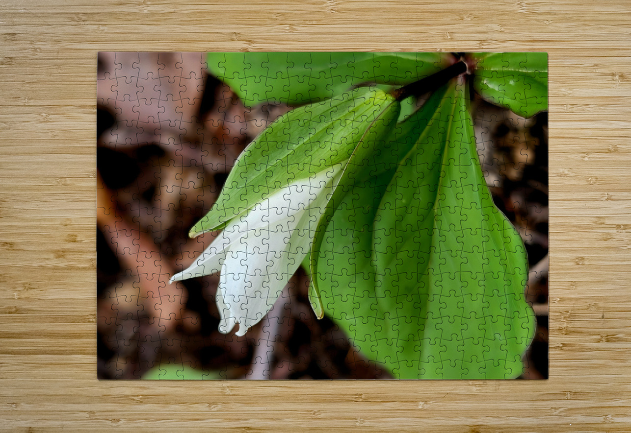 White Trillium Bud 1 Earthshine Emporium Puzzle printing