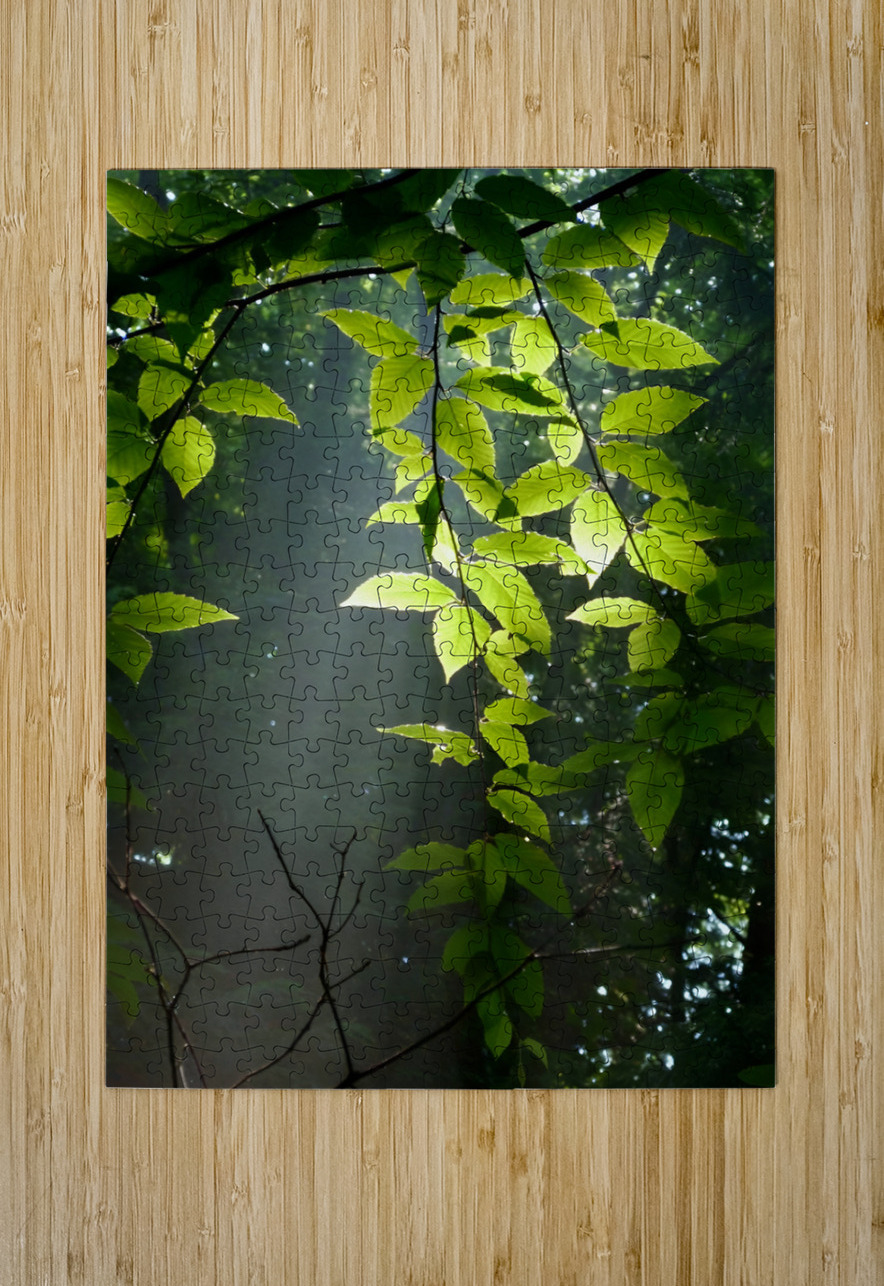 Beech Trees Earthshine Emporium Puzzle printing
