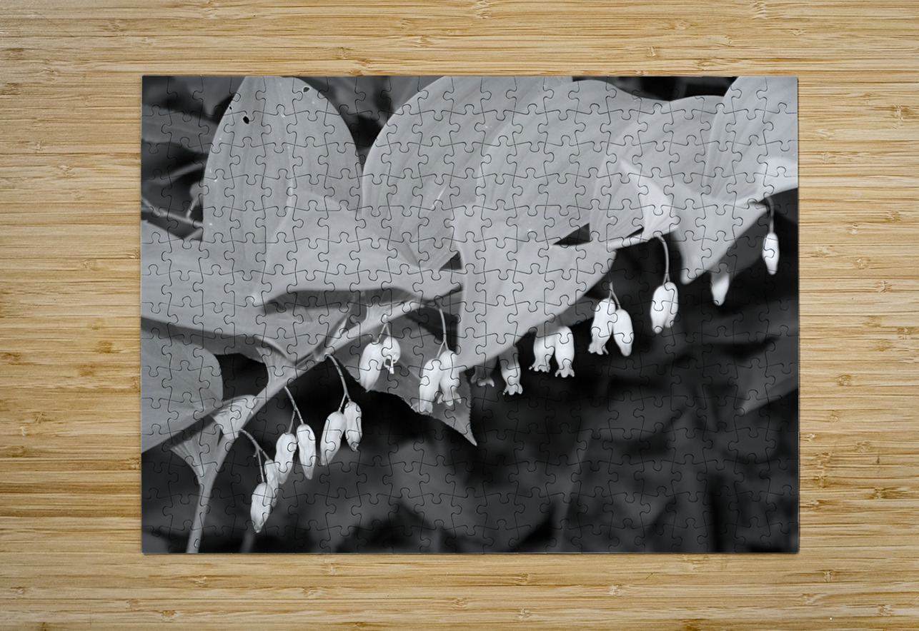 Solomon Seal Earthshine Emporium Puzzle printing