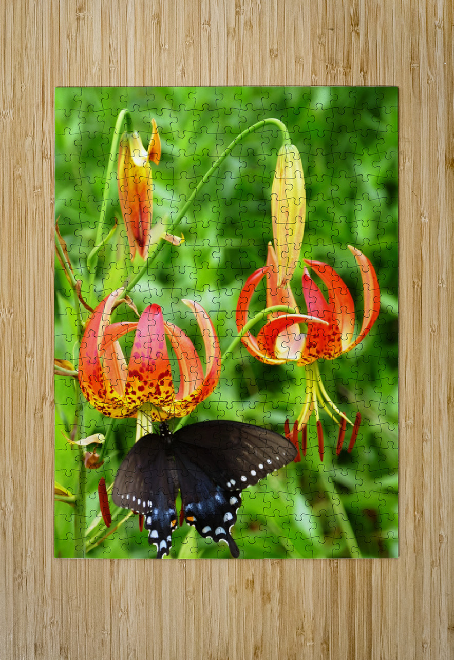 Black Swallowtail On Turks Cap Earthshine Emporium Puzzle printing