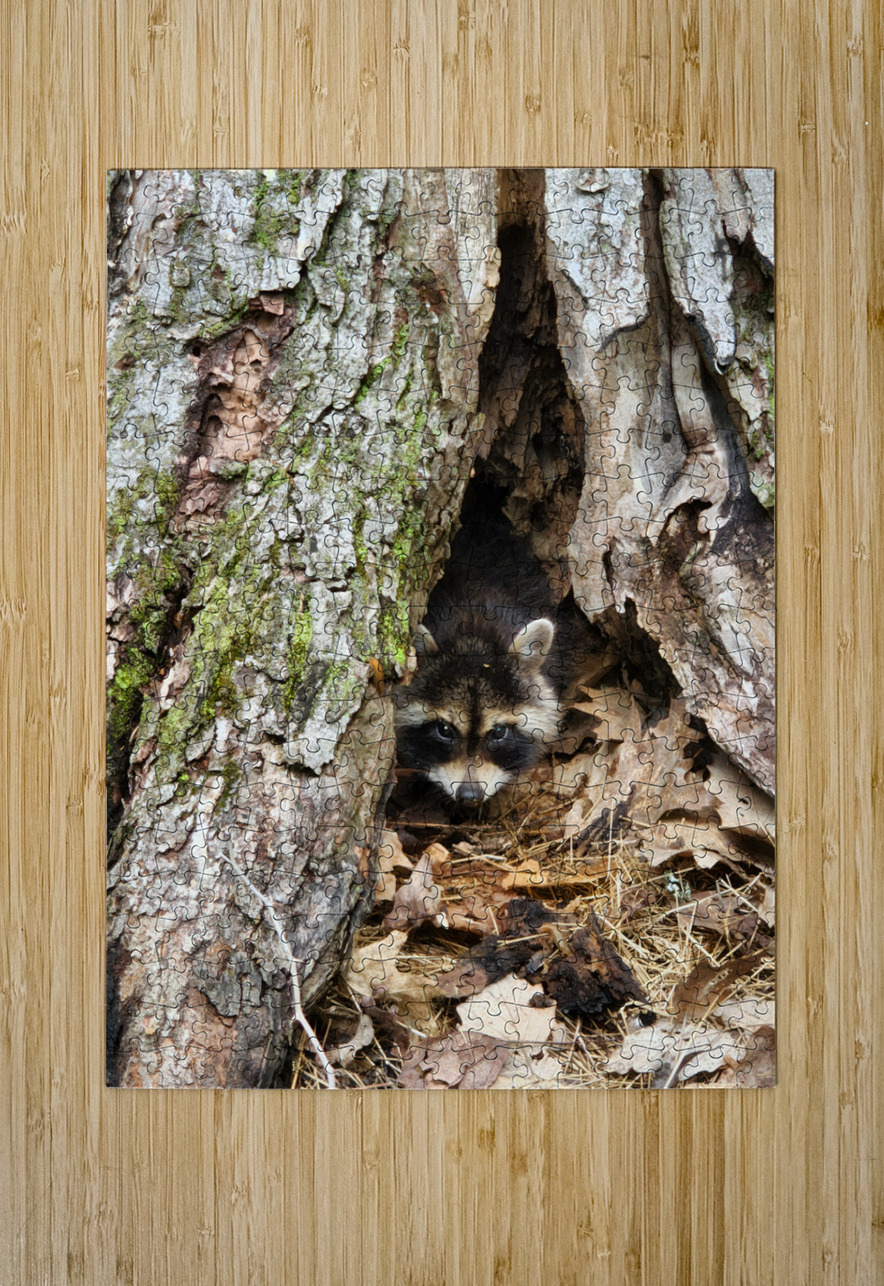 Racoon Kit Earthshine Emporium Puzzle printing