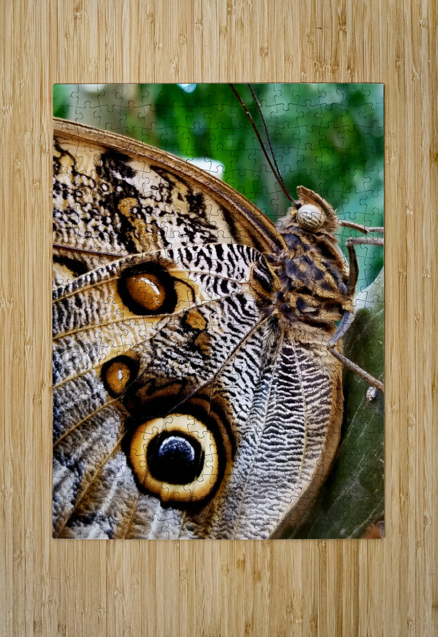 Owl Butterfly Earthshine Emporium Puzzle printing