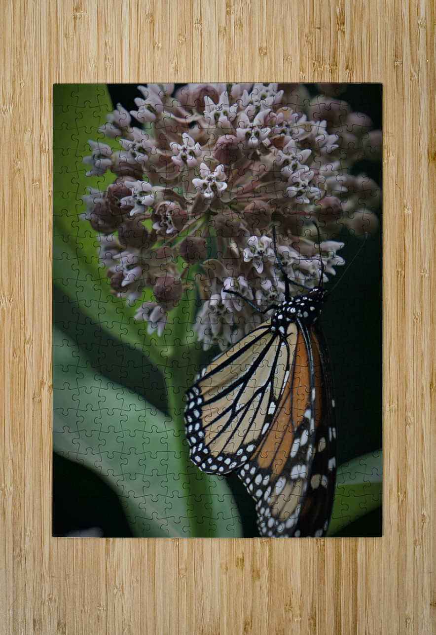 Monarch On Milkweed Earthshine Emporium Puzzle printing