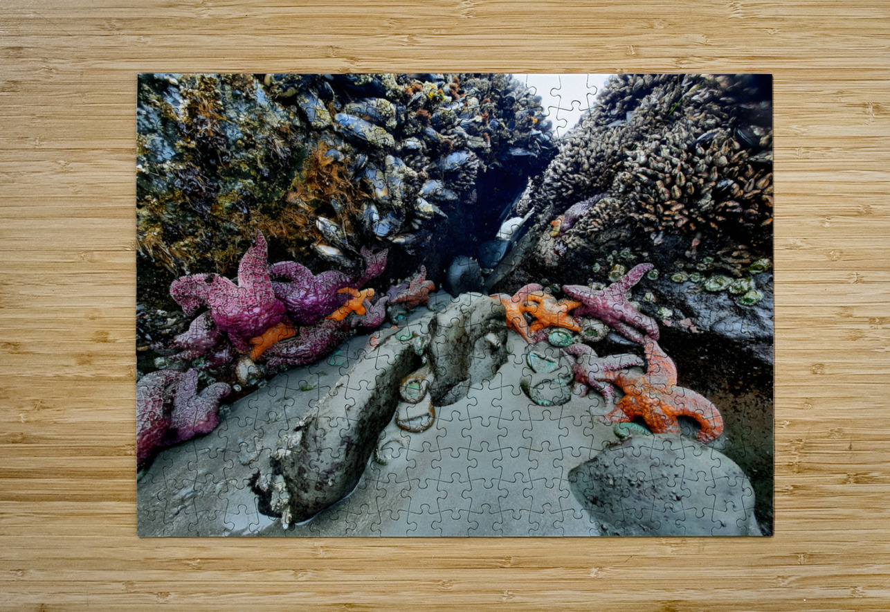 Tidal Pool 2 Earthshine Emporium Puzzle printing