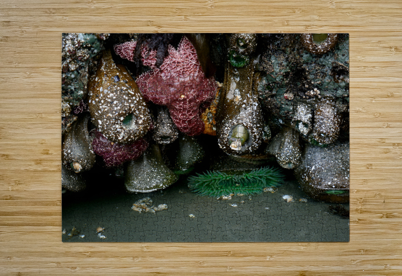 Tidal Pool 5 Earthshine Emporium Puzzle printing