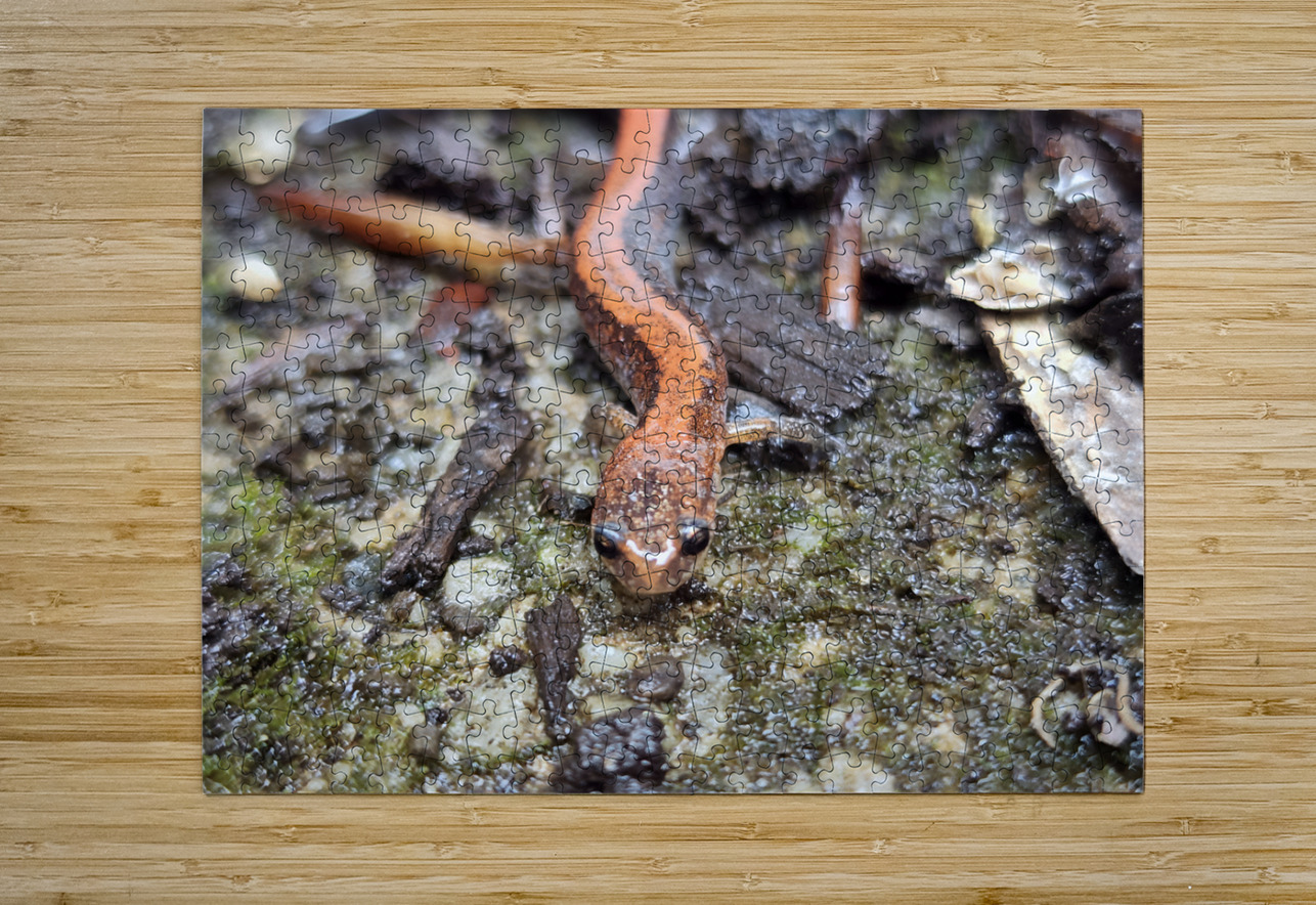 Redback Salamander Earthshine Emporium Puzzle printing
