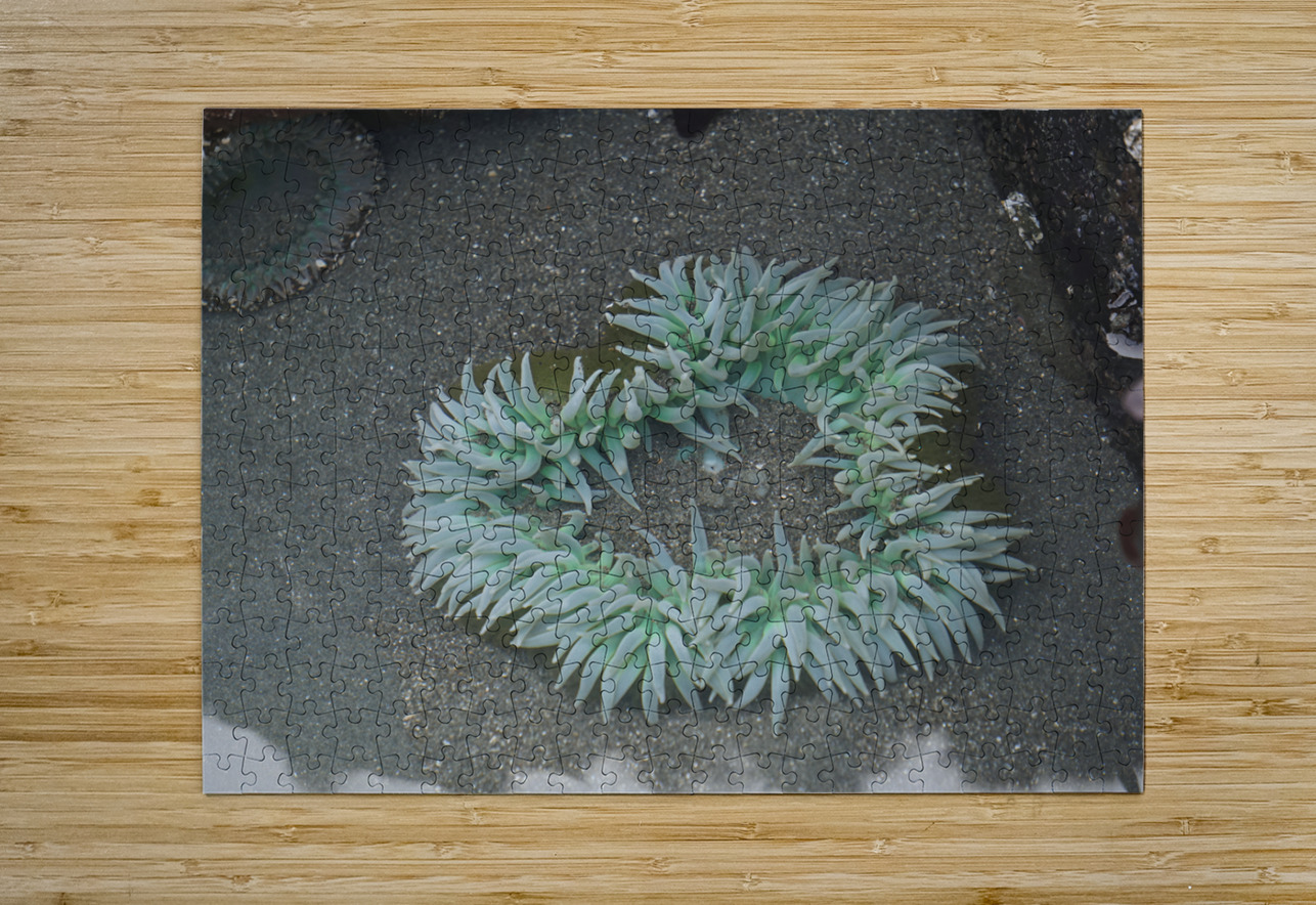Sea Anemone Earthshine Emporium Puzzle printing