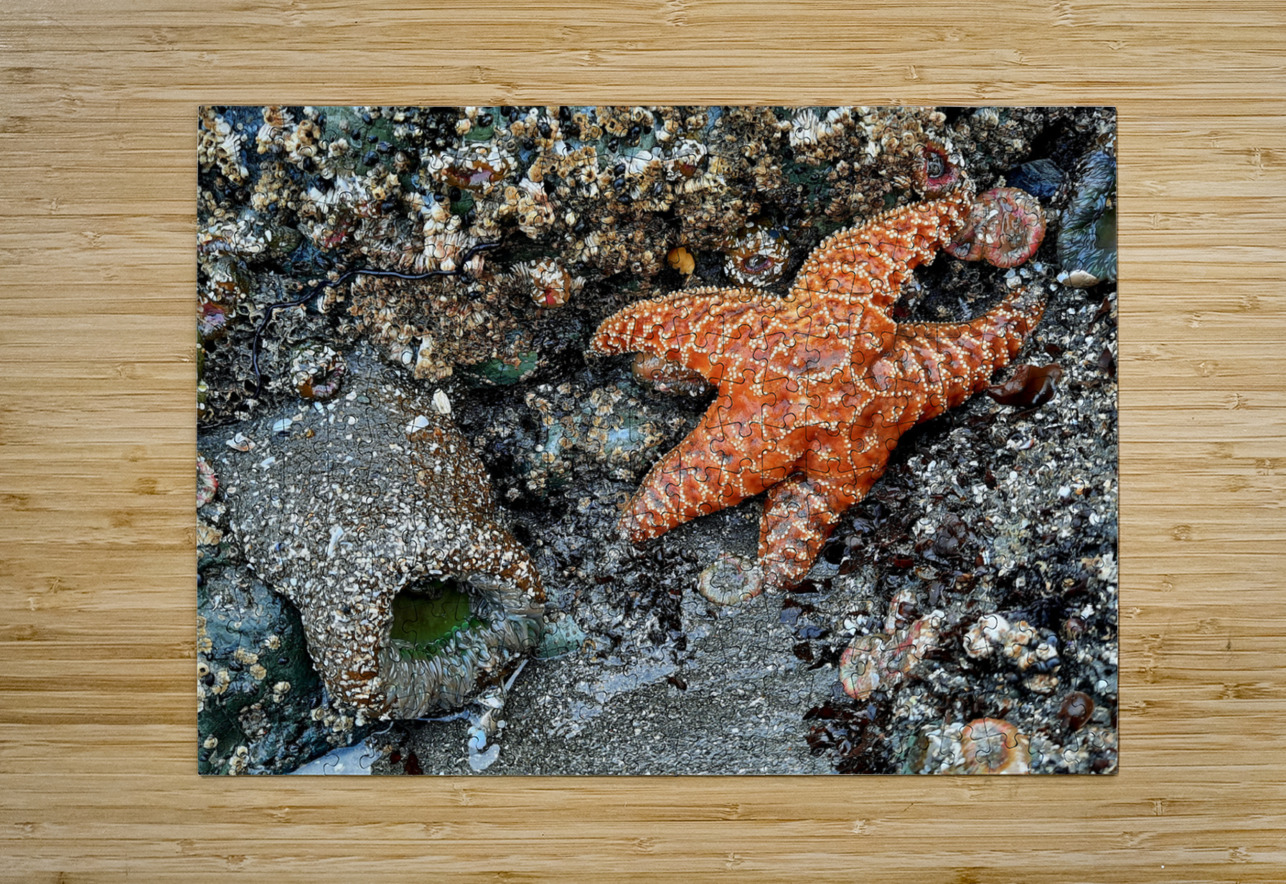 Tidal Pool 1 Earthshine Emporium Puzzle printing