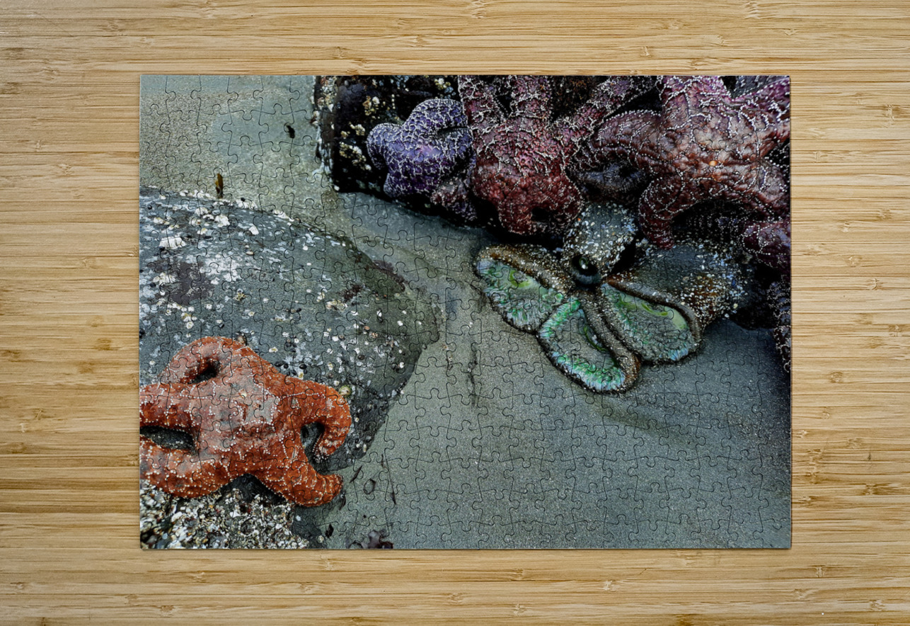 Tidal Pool 3 Earthshine Emporium Puzzle printing