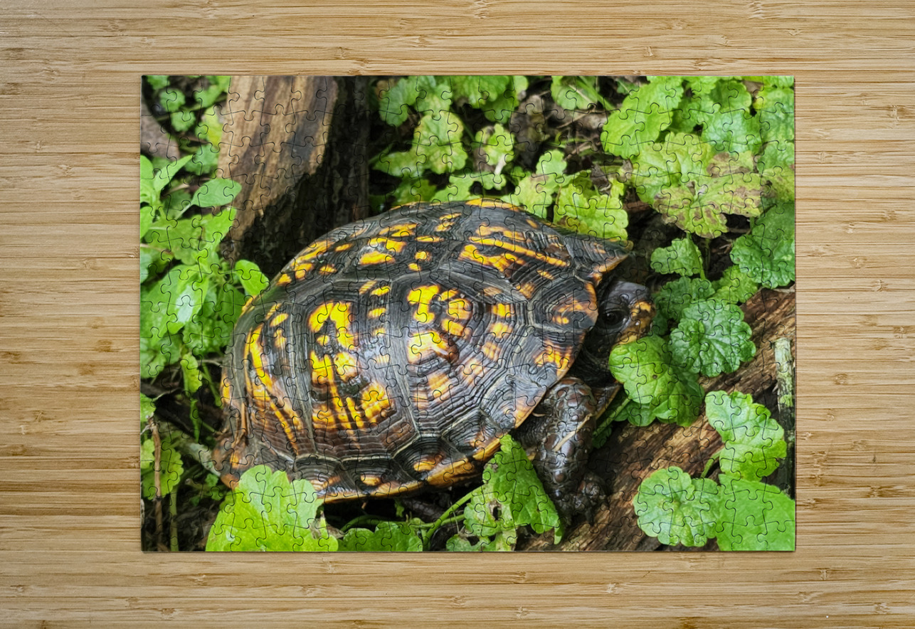 Box Turtle Earthshine Emporium Puzzle printing