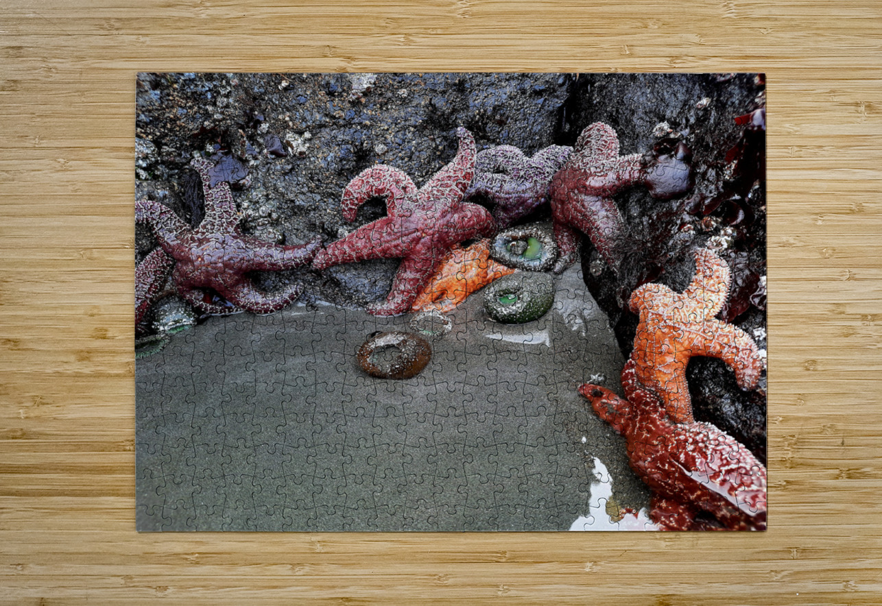 Tidal Pool 4 Earthshine Emporium Puzzle printing