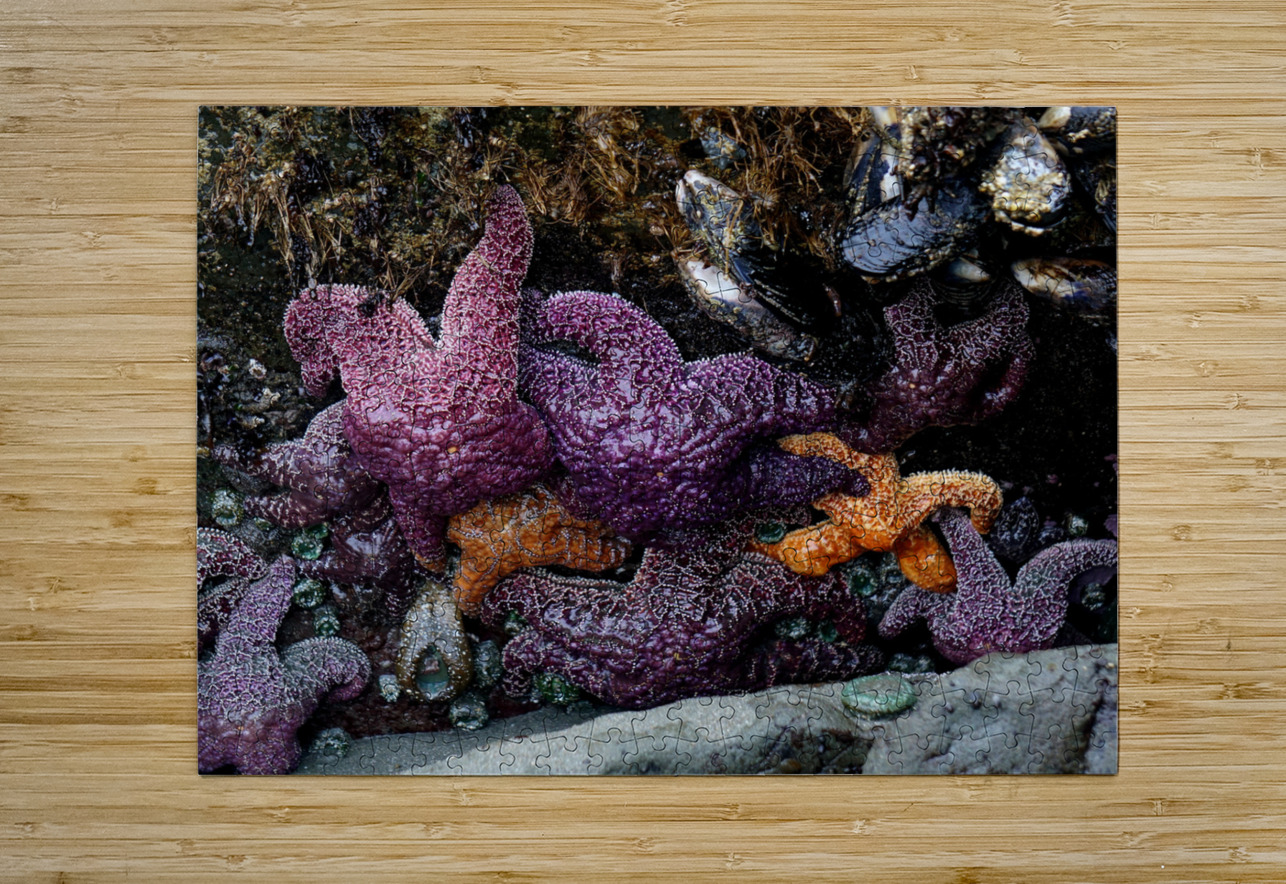 Tidal Pool 7 Earthshine Emporium Puzzle printing