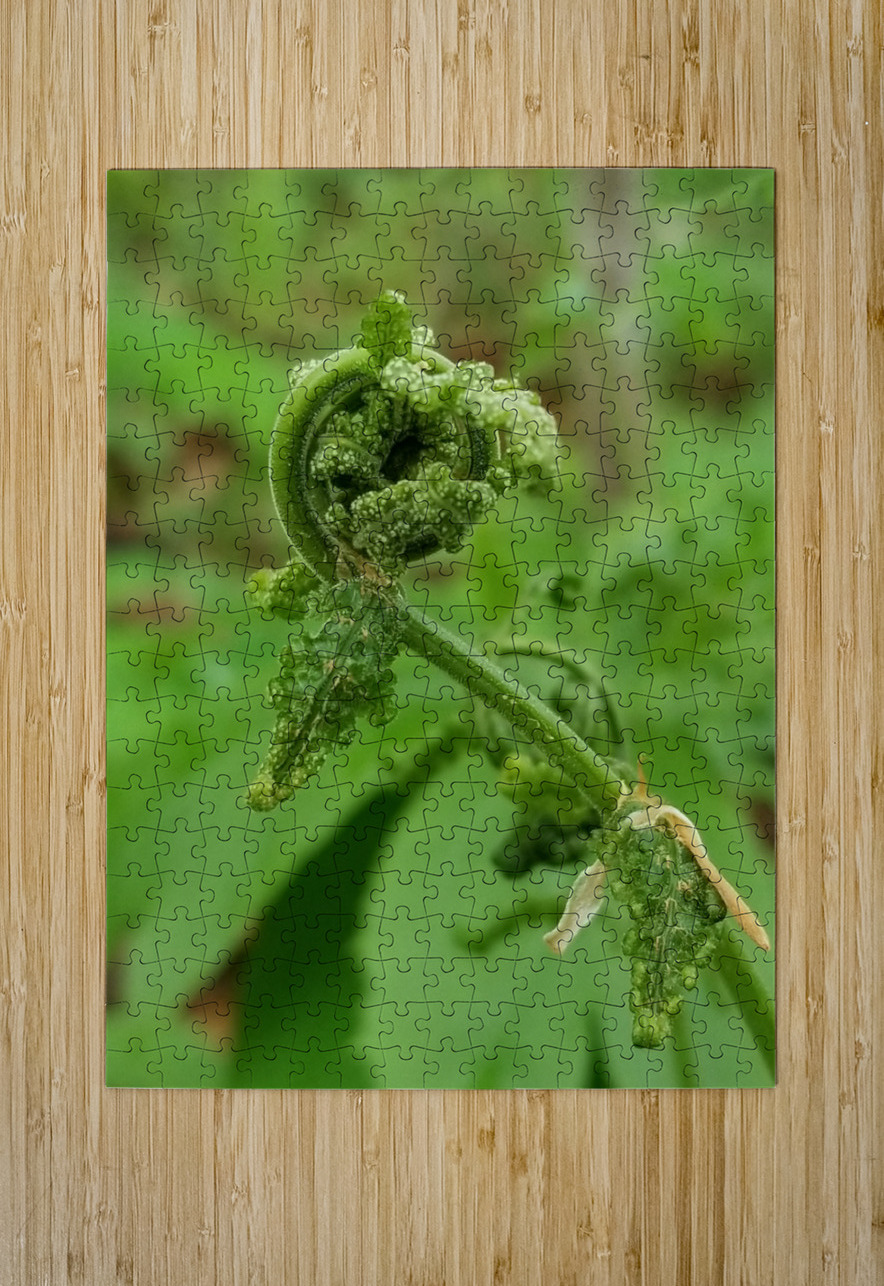 Fiddlehead 1 Earthshine Emporium Puzzle printing