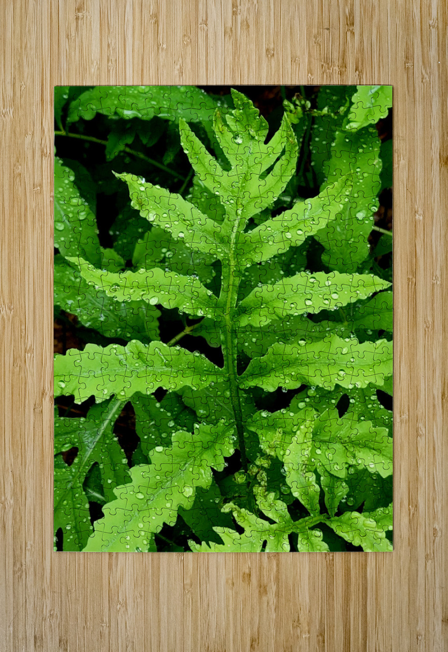 Sensitive Fern Earthshine Emporium Puzzle printing
