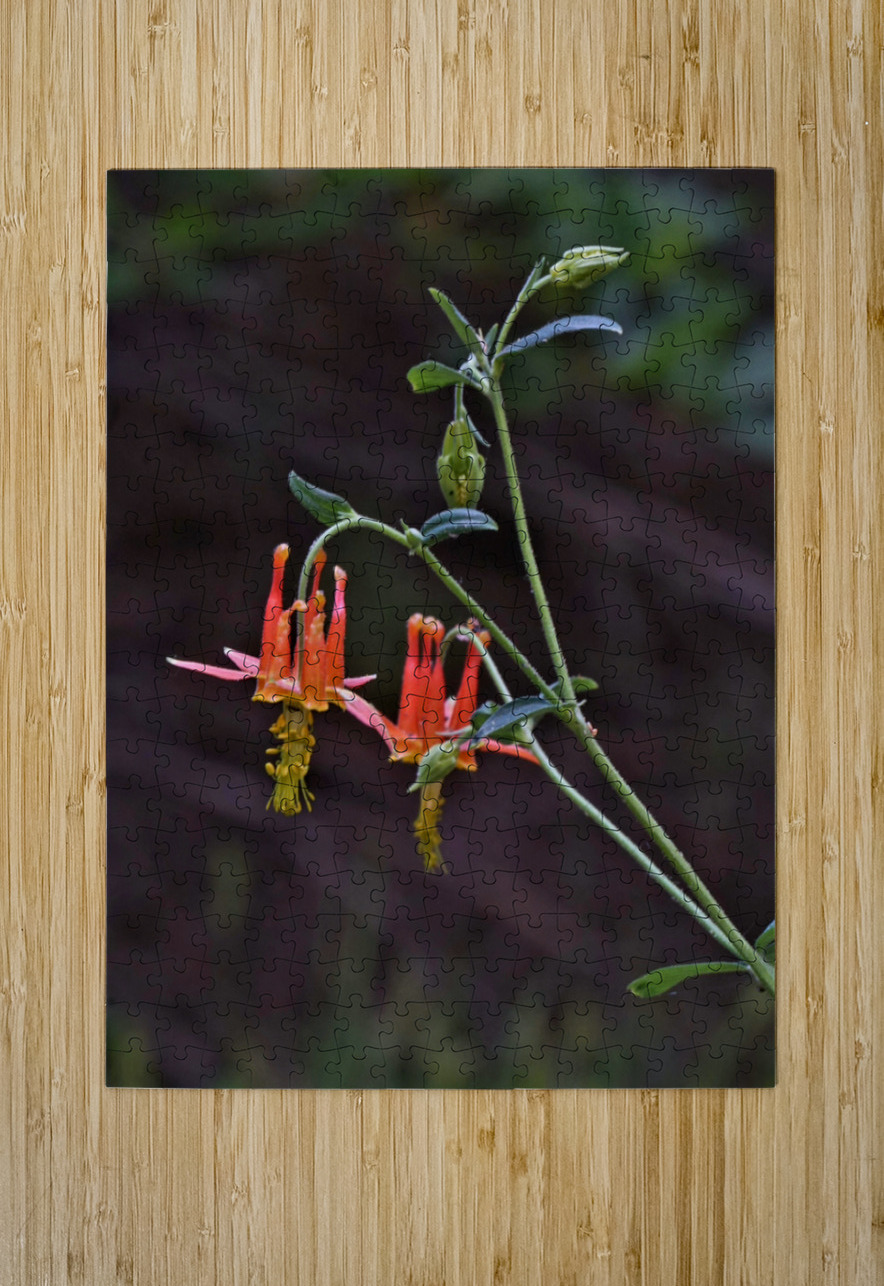 Columbine Earthshine Emporium Puzzle printing