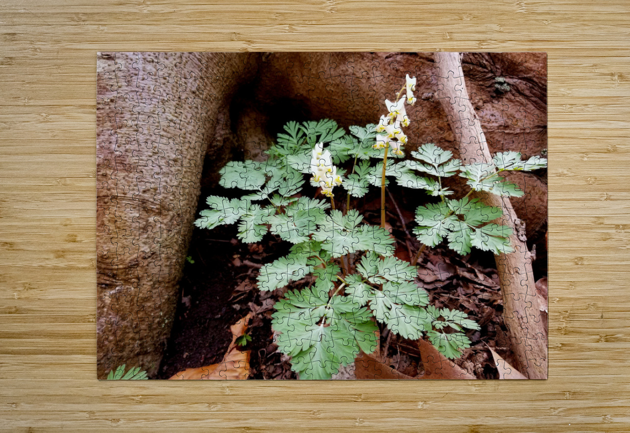 Dutchmans Breeches Earthshine Emporium Puzzle printing