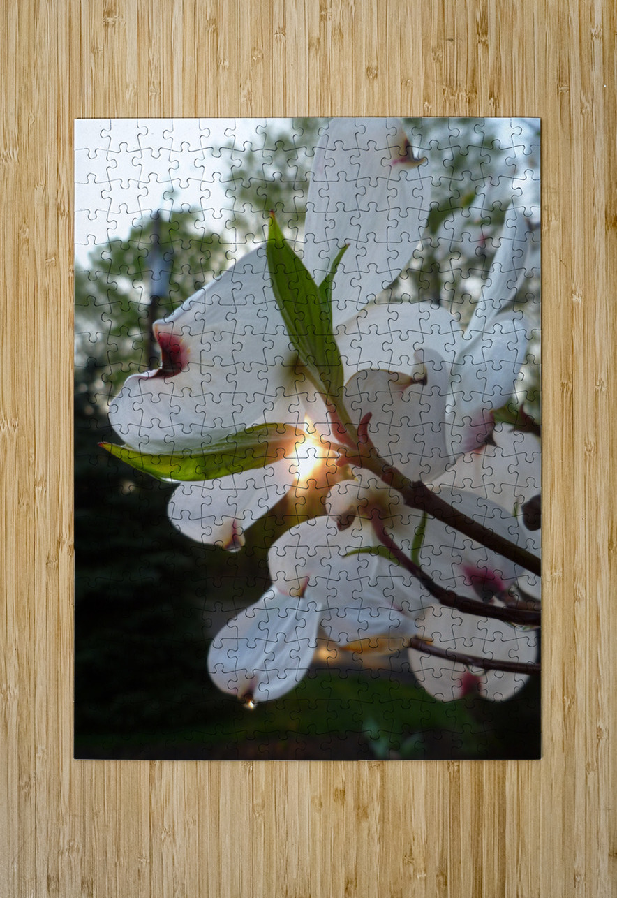 White Dogwood At Sunset Earthshine Emporium Puzzle printing