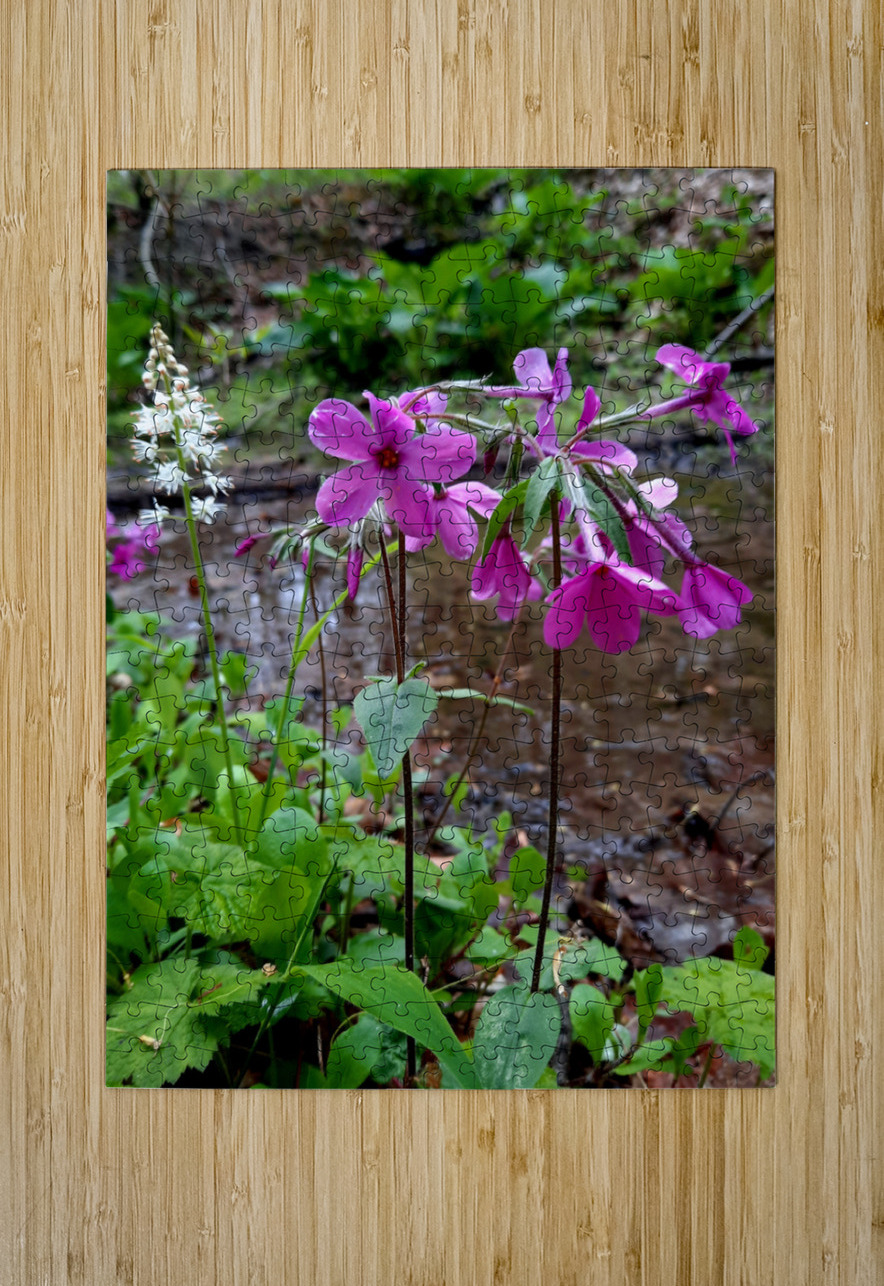 Creeping Phlox Streamside Earthshine Emporium Puzzle printing