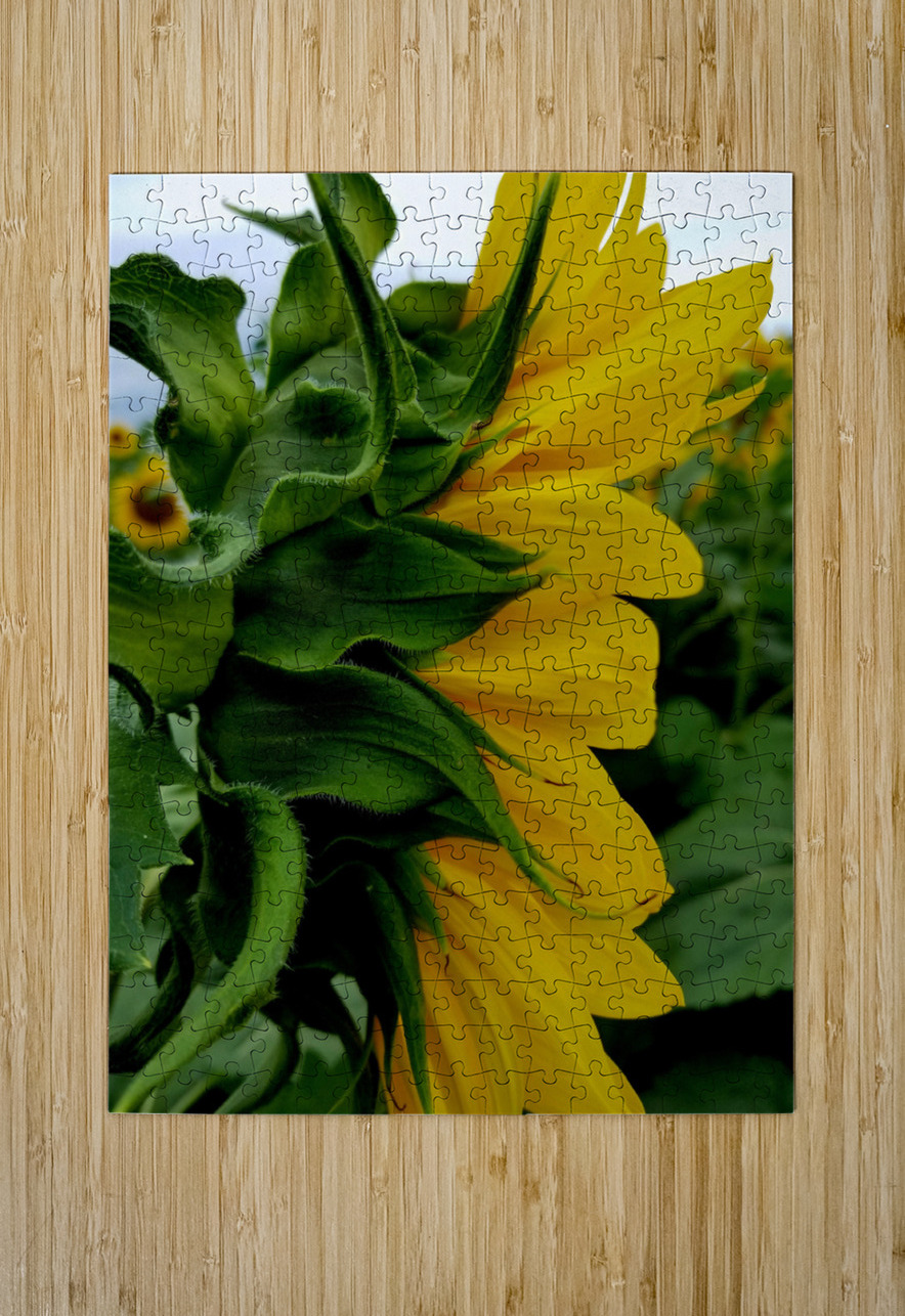 Sunflower Portrait Earthshine Emporium Puzzle printing