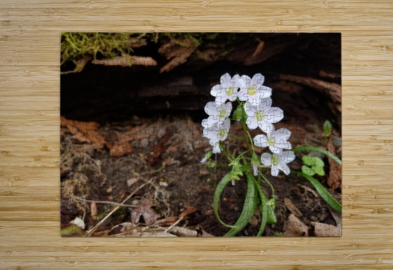 Spring Beauties Earthshine Emporium Puzzle printing