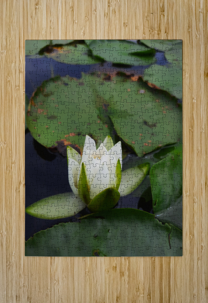 Water Lily Earthshine Emporium Puzzle printing