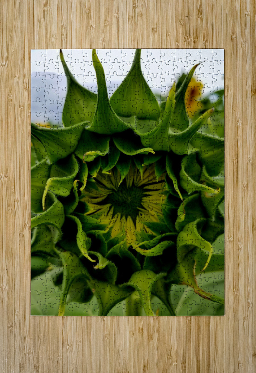 Sunflower Bud Earthshine Emporium Puzzle printing