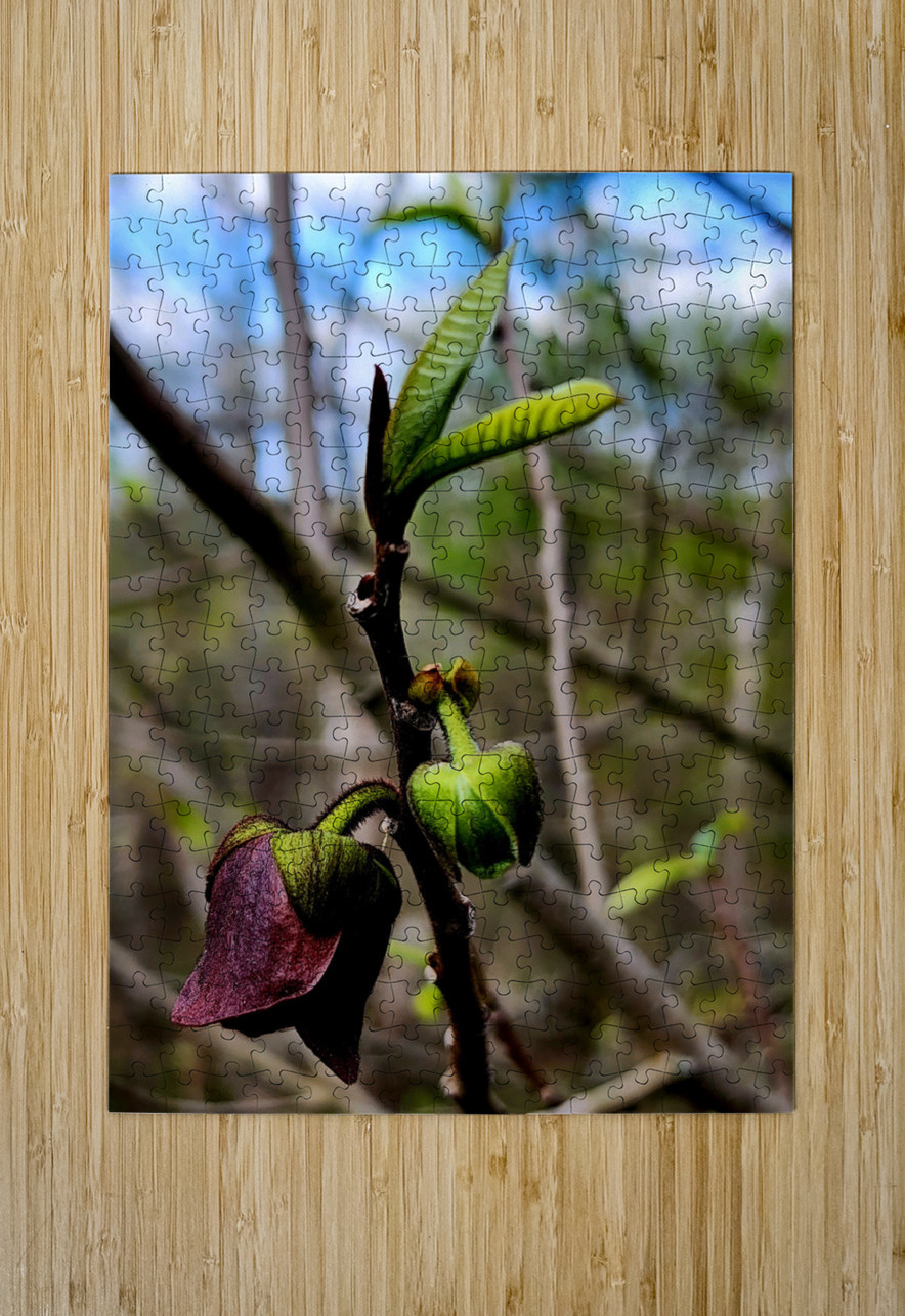 Paw Paw Flower Earthshine Emporium Puzzle printing