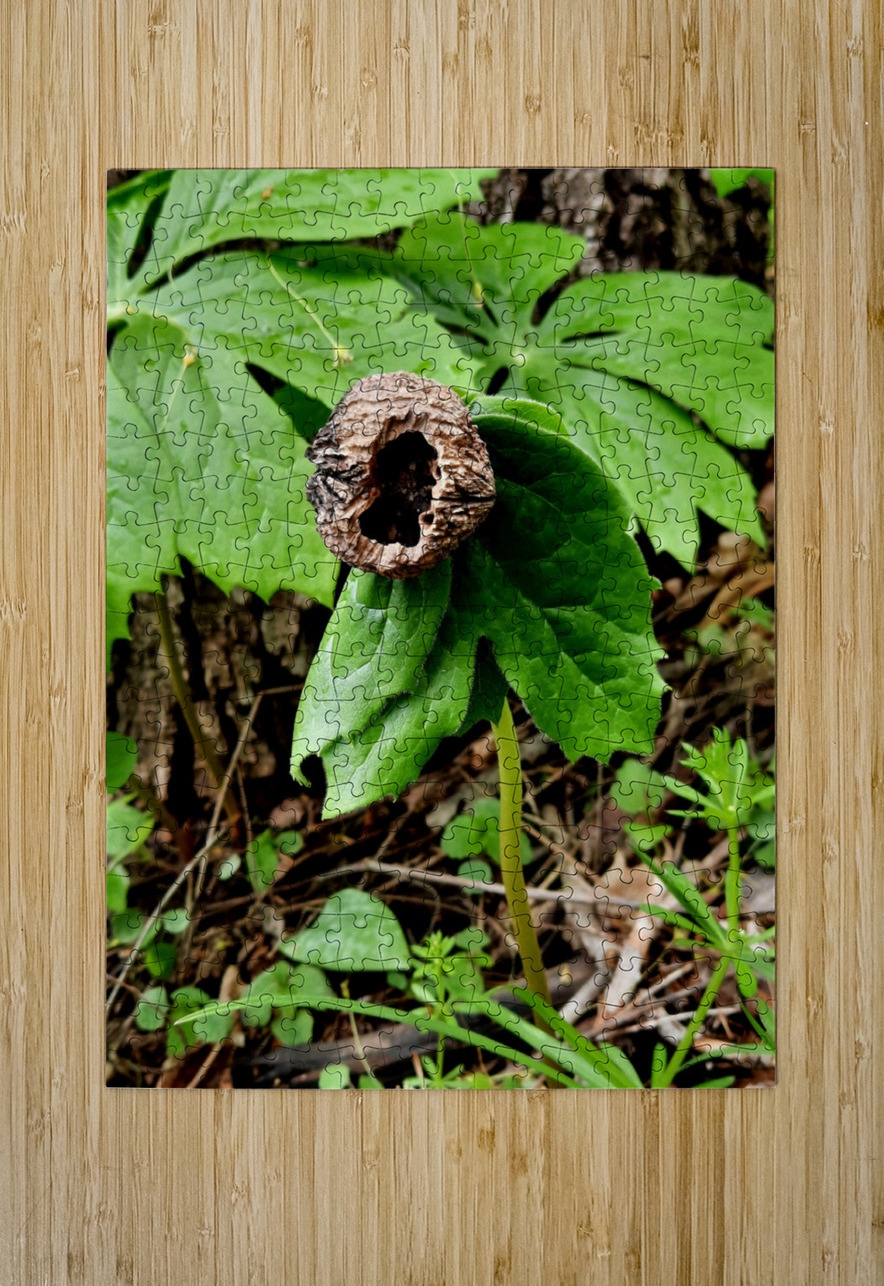 Walnut Head Earthshine Emporium Puzzle printing