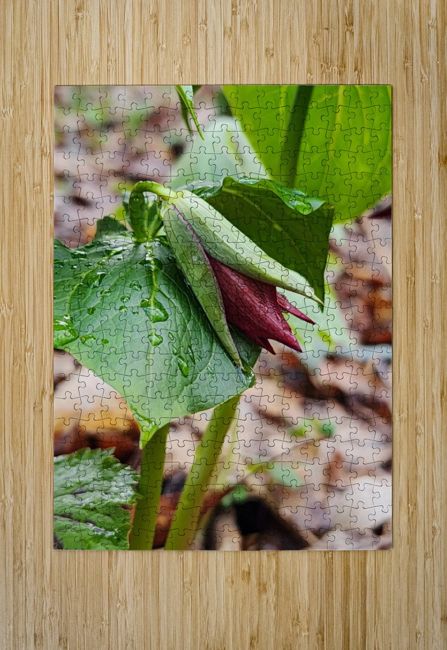 Red Trillium Bud Earthshine Emporium Puzzle printing