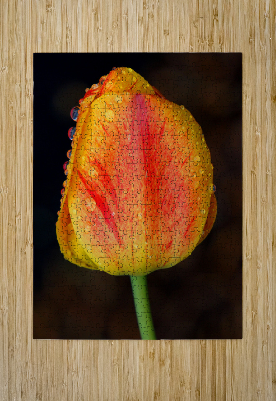 Stunning Tulip Earthshine Emporium Puzzle printing