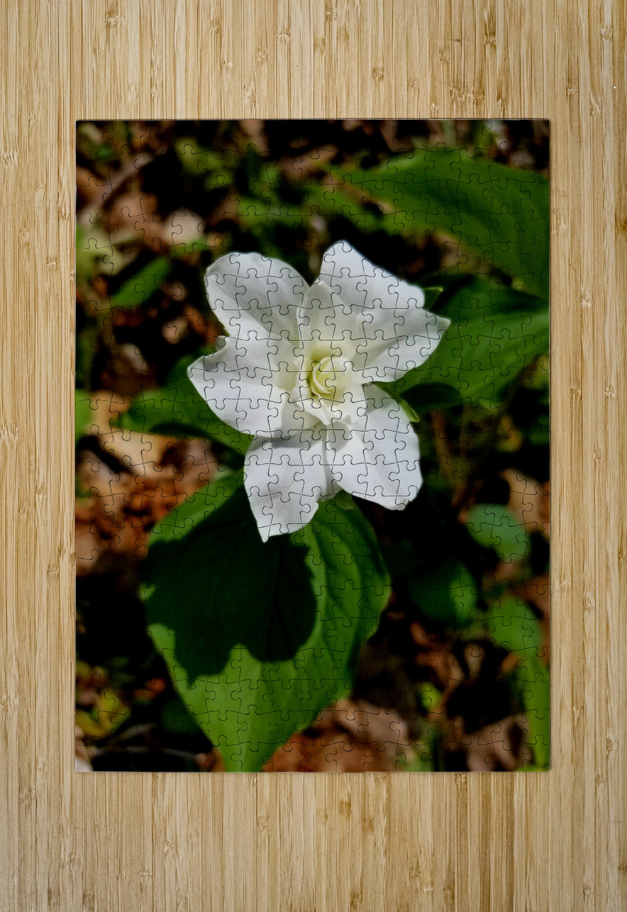 Double White Trillium Earthshine Emporium Puzzle printing